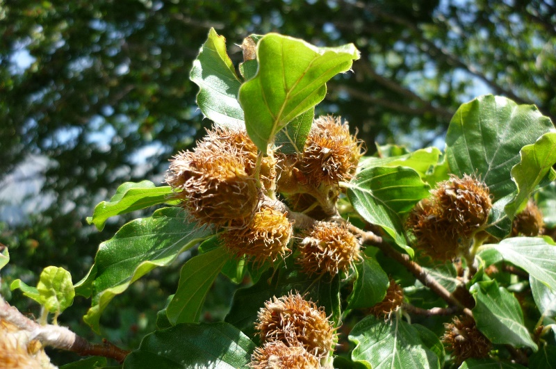 Fagus sylvatica / Faggio